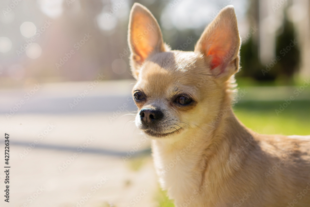  Smiling  chihuahua  dog  attentive looking at camera  on dackground with copy space for text . Aborable  dog  concept .