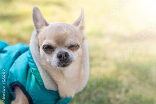  Funny Winking Chihuahua  dog on background with copy space .  Dog  Advertising and sale concept .