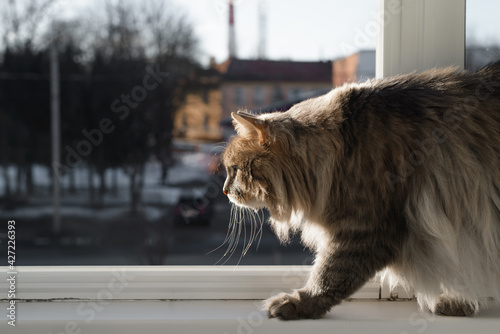 Fluffy, fat cat walking along the windowsill on the balcony. Gray cat of the Siberian breed creeping by the open window, indoors.