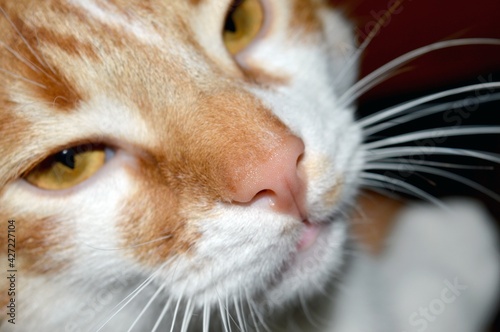 The muzzle of a red cat with red eyes.