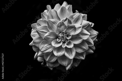 Flor em Preto e Branco