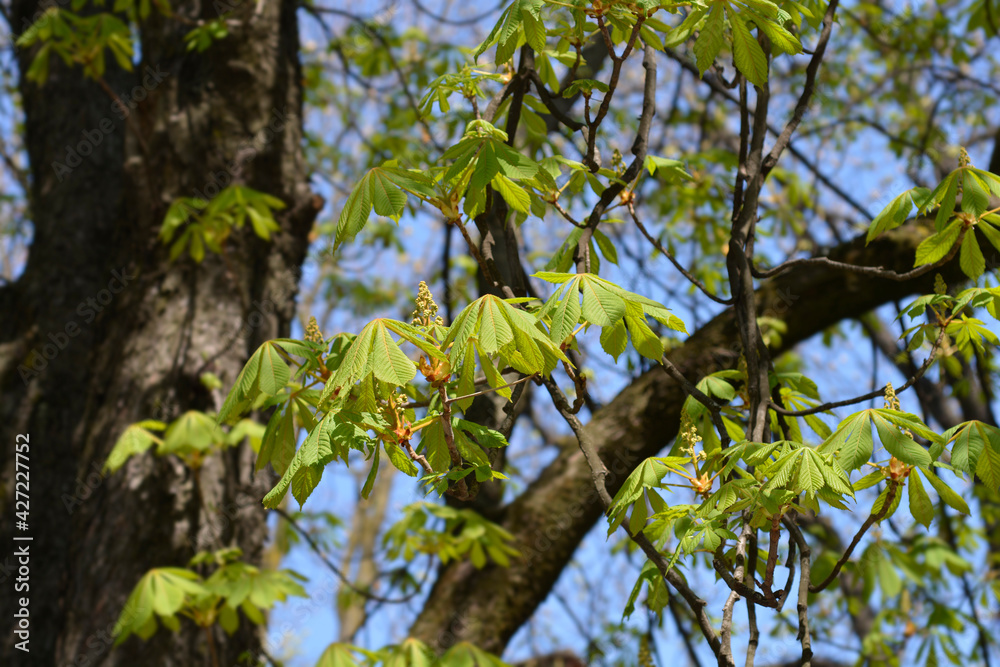 Fototapeta premium Common horse chestnut