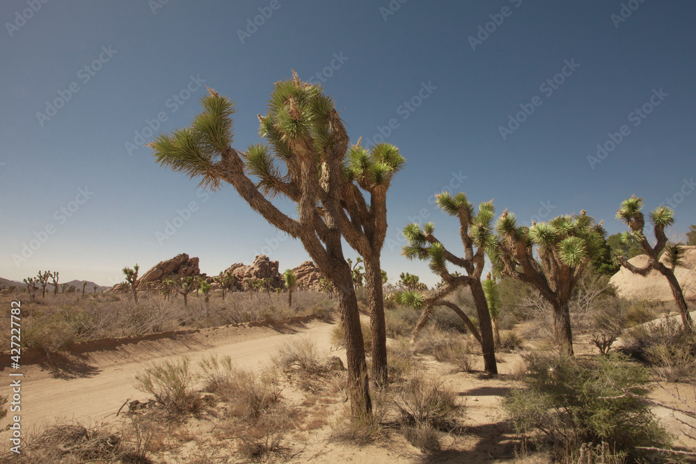 view of the rocks and trees in Joshua tree national park