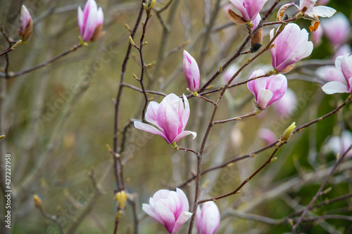 Rosa bl  hende Magnolie im Fr  hling