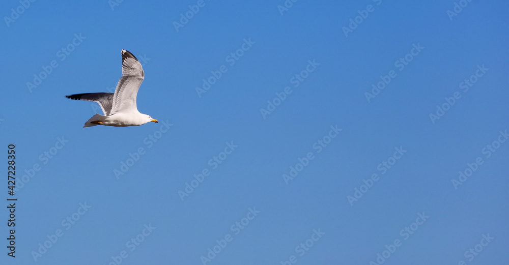 Obraz premium seagull flying with blue sky, space for text.