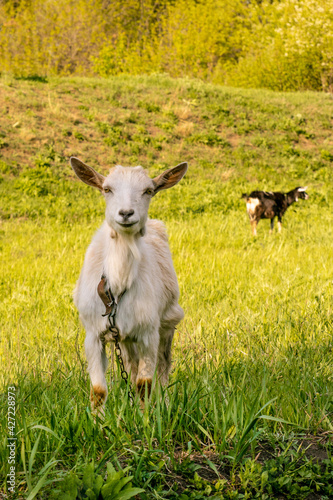 Young white goat feeds on a pasture in summer