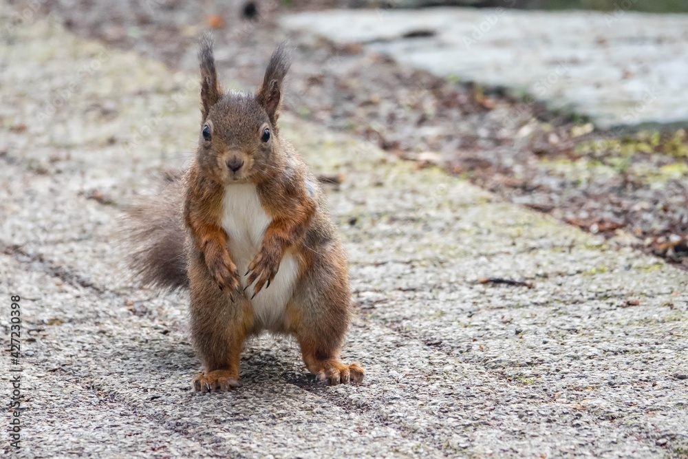 Naklejka premium Eichhörnchen