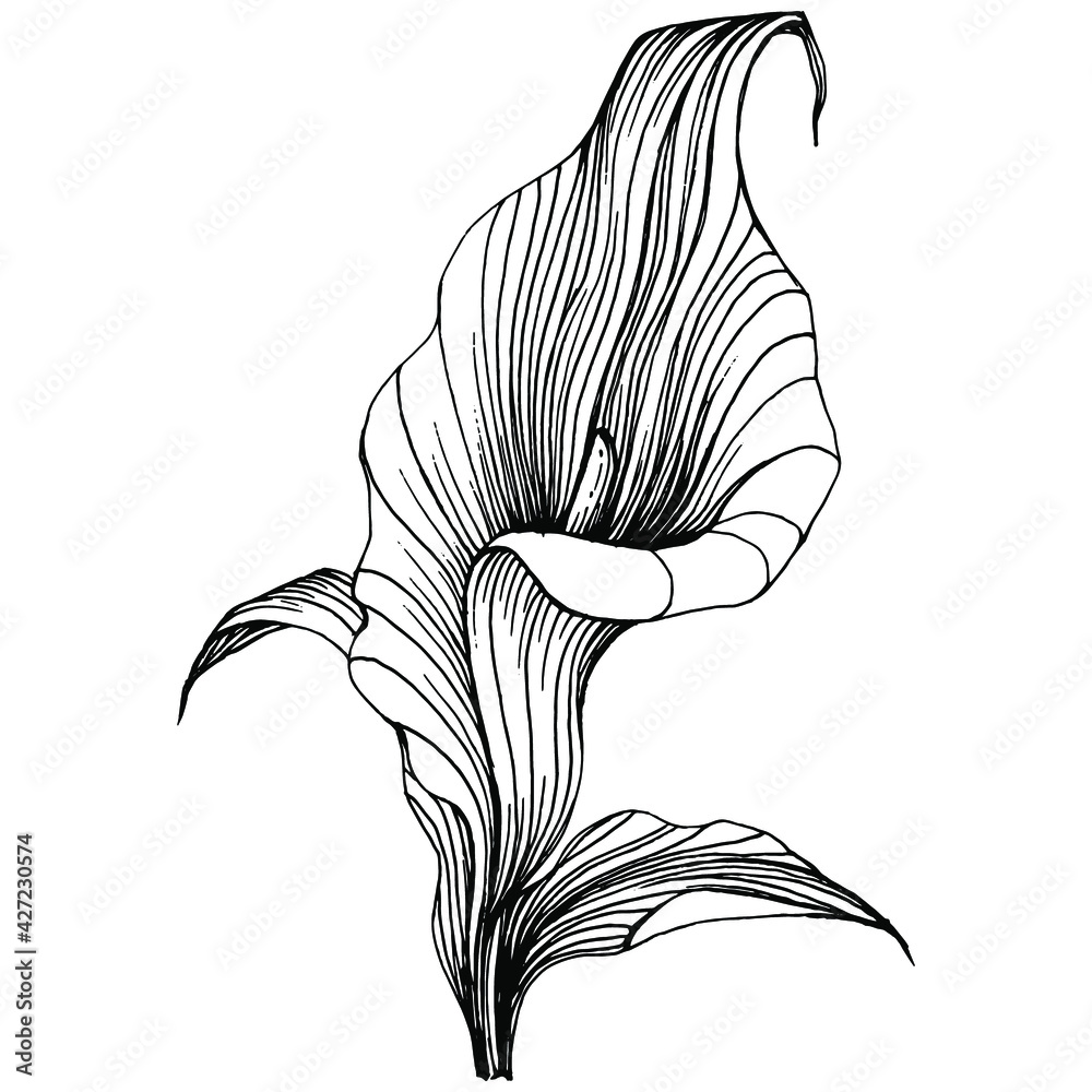Tropical flower calla by hand drawing. Lilium floral logo or tattoo highly detailed in line art style concept. Black and white clip art isolated. Antique vintage engraving illustration for emblem. Tropical flower calla by hand drawing. Lilium floral logo or tattoo highly detailed in line art style concept. Black and white clip art isolated. Antique vintage engraving illustration for emblem.