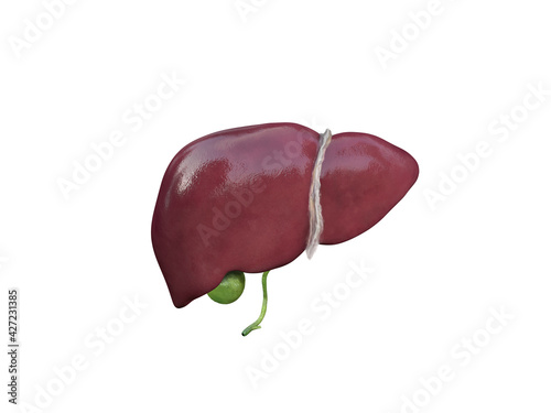 liver and gallbladder anatomy structure. hepatic system organ, Human liver for medical drugs, pharmacy and education design. 3D rendering