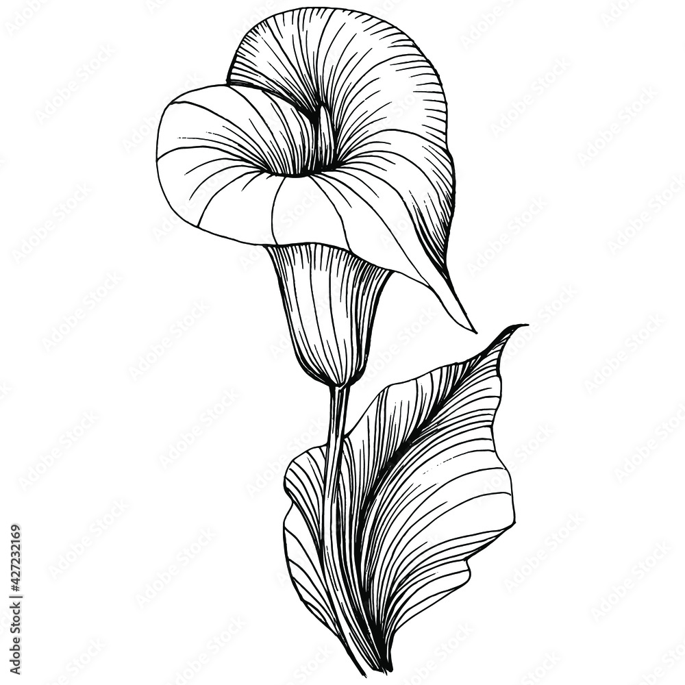 Tropical flower calla by hand drawing. Lilium floral logo or tattoo ...