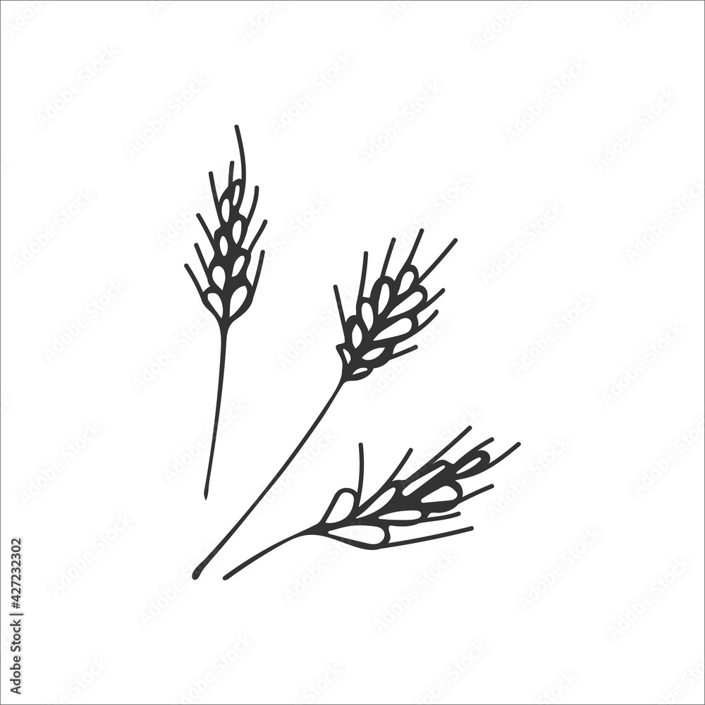 Hand-drawn spikelets of wheat isolated on a white background. Symbol of gratitude, harvest in Christianity. Religion and Christianity. Vector illustration Hand-drawn spikelets of wheat isolated on a white background. Symbol of gratitude, harvest in Christianity. Religion and Christianity. Vector illustration