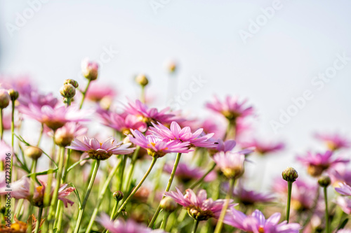 Selective focus. Pink shasta daisy flowers close-up on blurred background