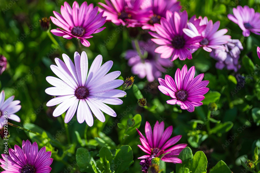 Selective focus. Purple african daisy flowers close-up on blurred background