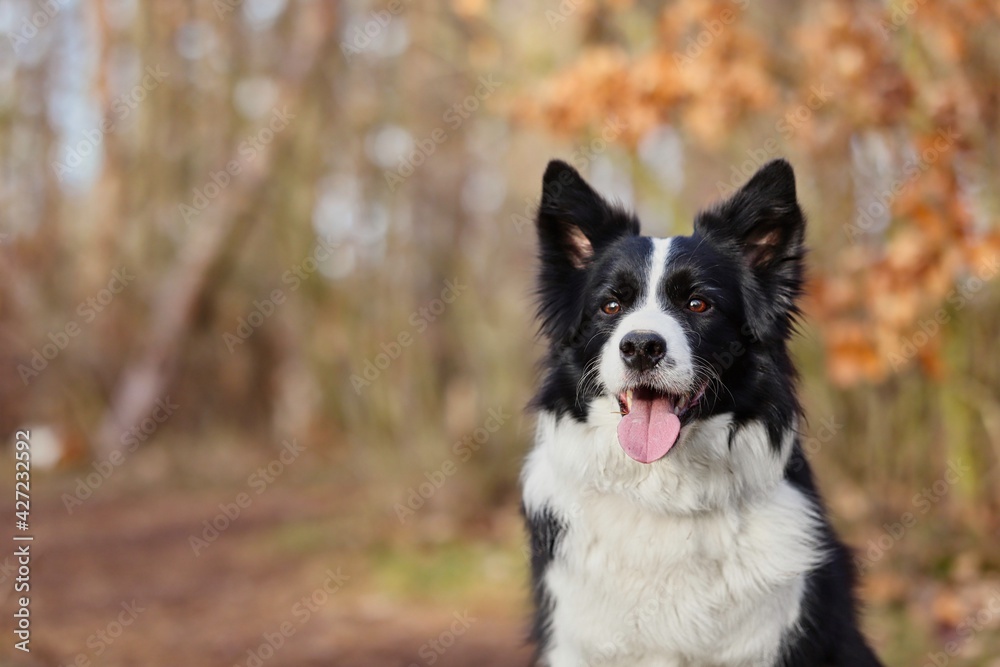 Closeup of Adorable Border Collie with Tongue Out in Autumn Forest. Close-up Head of Black and White Dog in the Woods.