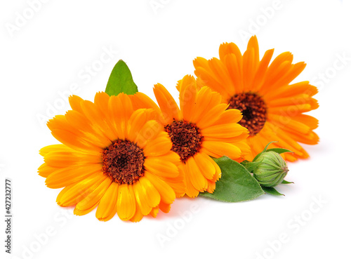 Marigold flower isolated on white backgrounds