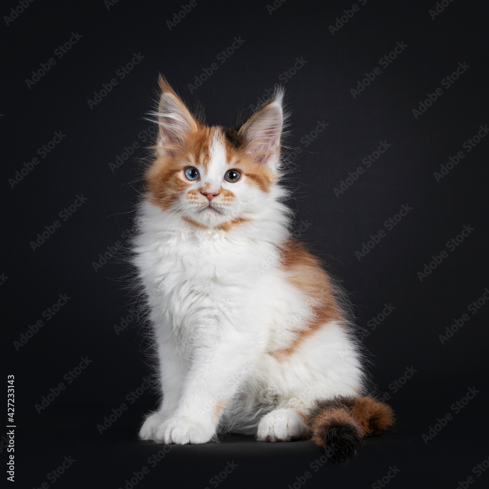 Beautiful marked odd eyed Maine Coon cat kitten, sitting up straight facing camera. Looking towards camera. Isolated on a black background. Beautiful marked odd eyed Maine Coon cat kitten, sitting up straight facing camera. Looking towards camera. Isolated on a black background.