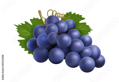 Realistic grape bunch. Black winery grapes, isolated 3d plant with berry and leaves. Eco farm product, raw for wine vector ingredient