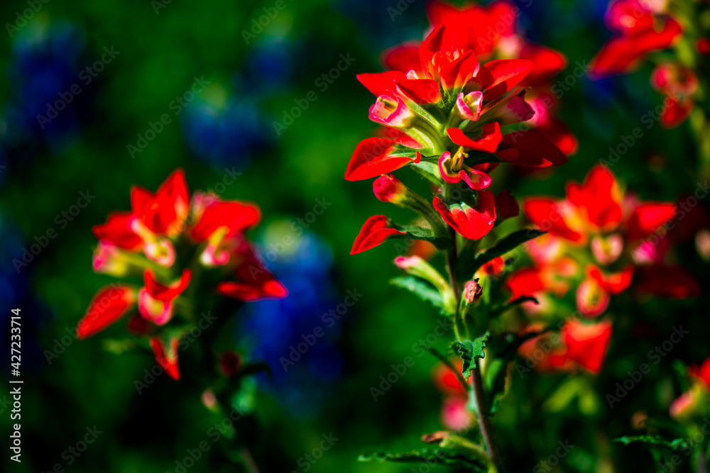 red and yellow flowers red and yellow flowers