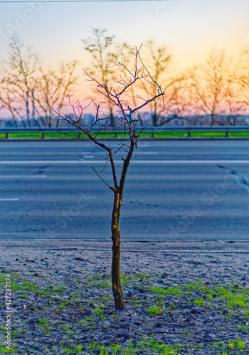 tree at sunset