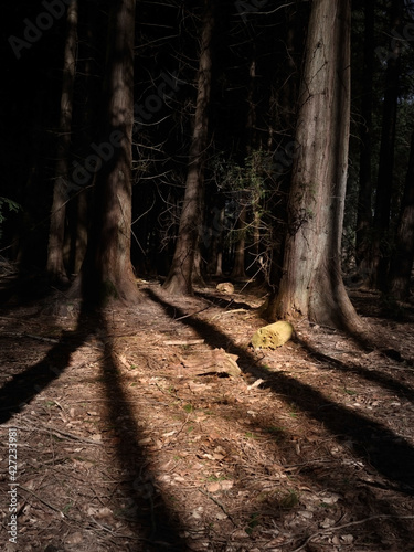 Obraz na płótnie Dark forest with strong shadow lines of trees w salonie