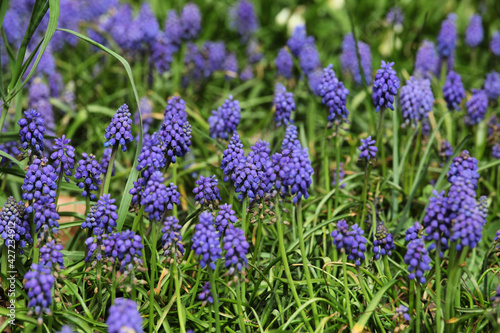 Clusters of tiny bell shaped blue flowers of the grape hyacinth.