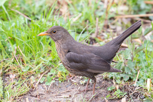 amsel