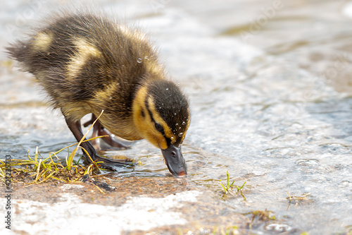 baby stockente photo