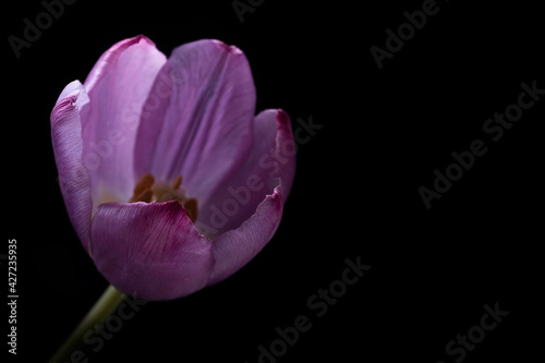 Peek into a purple tulip from a black background. Focus on the top edge of the front petal, narrow depth of field. Copy space
