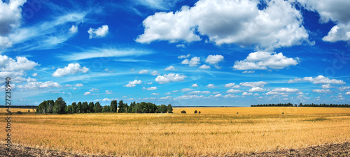 Summer rural landscape with beautiful blue sky over the golden farm fields