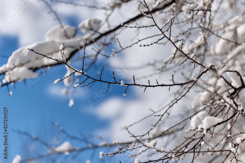 Landscape of tree branches in the snow. Blue sky background with white clouds.