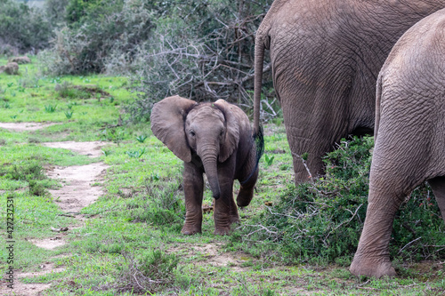 Photography baby African elephant and hind quarters of two adult elephants in the wild