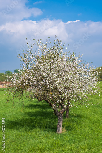 View towards blooming apple trees in Rheinhessen   Germany on a sunny spring day 