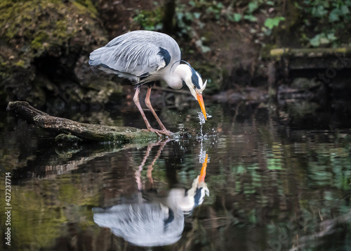 Beautiful grey blue large heron stood on log in lake fishing.  Big colourful bird standing with long neck and beak looking down into pond water reflection hunting for food. 