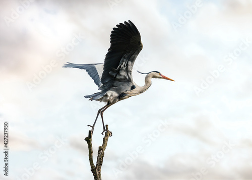 Beautiful wild blue heron big winged bird taking flight off balancing gracefully on top of tree with sunset sky behind. Massive stork wings long neck legs and prehistoric look of pterodactyl. © Matthew