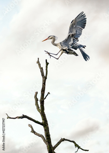 Beautiful wild blue heron big winged bird gliding in landing gracefully on top of tree with sunset sky behind. Massive stork wings long neck legs and prehistoric look of pterodactyl.