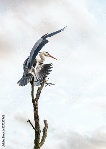 Beautiful wild blue heron big winged bird taking flight off balancing gracefully on top of tree with sunset sky behind. Massive stork wings long neck legs and prehistoric look of pterodactyl.