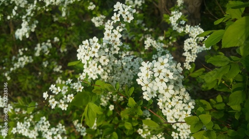 Many blooming white flowers in the field 