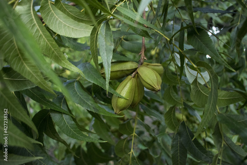 The pecan (Carya illinoinensis) tree with green nuts. 
 photo