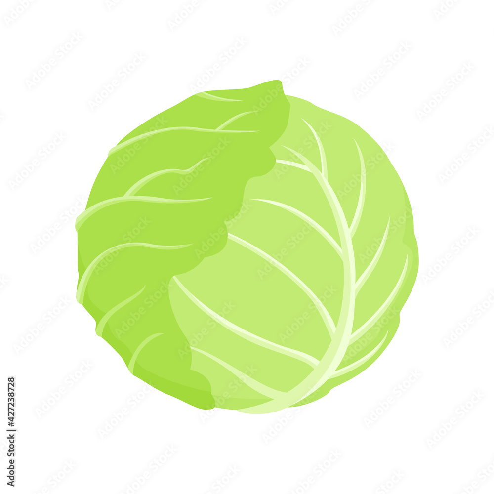 Cabbage vector icon. Simple cartoon illustration of green fresh vegetable.