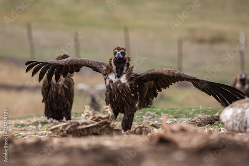 Cinereous Vulture, (Aegypius monachus) in its natural habitat. Wildlife.