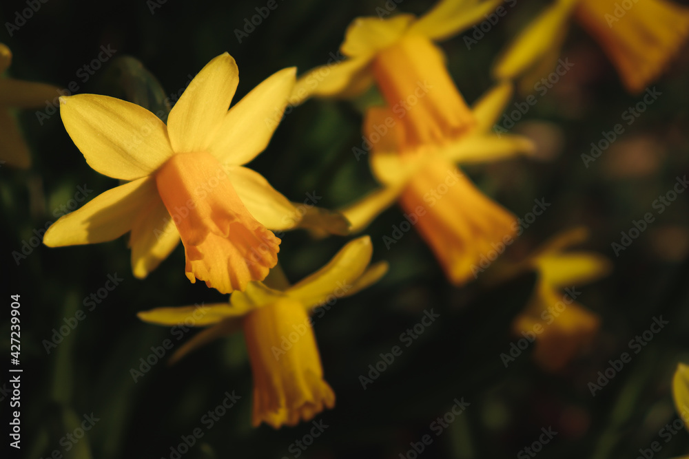 Fototapeta premium Yellow daffodils in the park