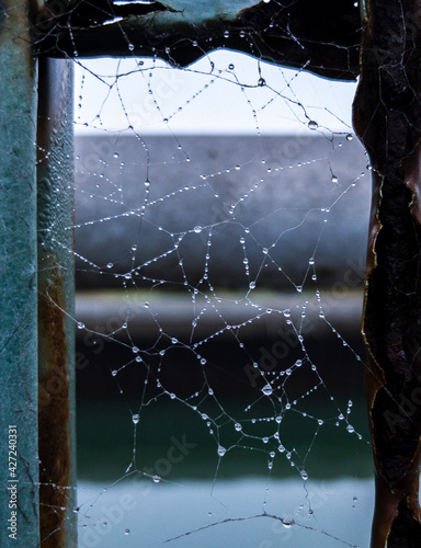 spider web with dew drops