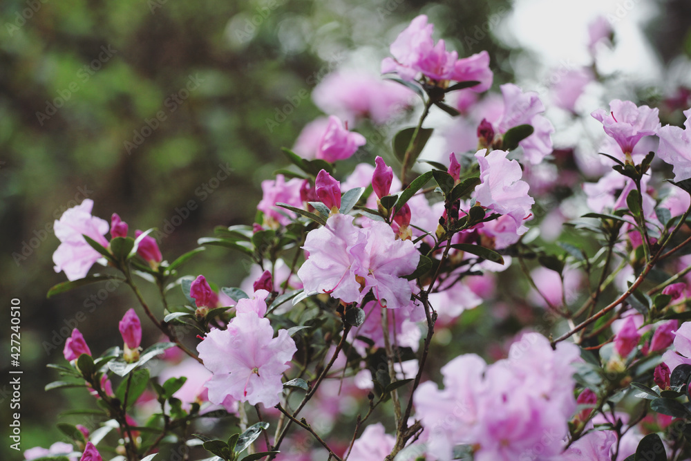 Purple Californian Rhododendron Emasculum in flower Purple Californian Rhododendron Emasculum in flower