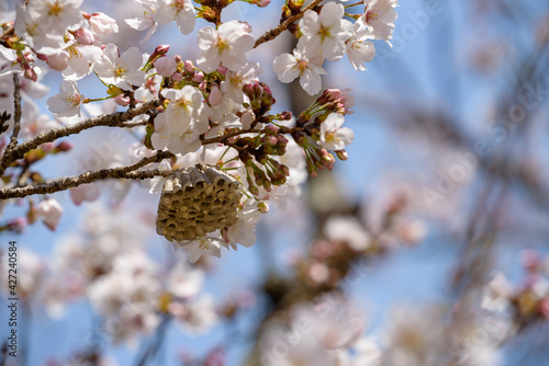 Cherry blossoms and a beehive