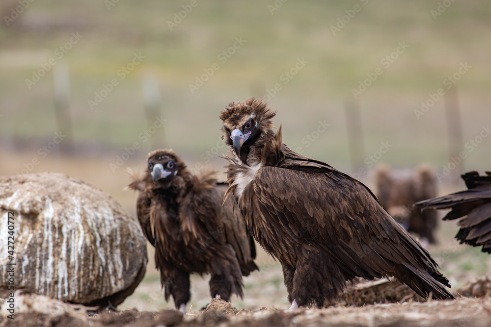 Fototapeta premium Cinereous Vulture, (Aegypius monachus) in its natural habitat. Wildlife.