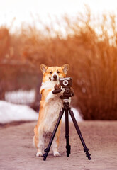 vertical portrait funny dog puppy corgi stands at a tripod in the garden and takes pictures on an old photo camera
