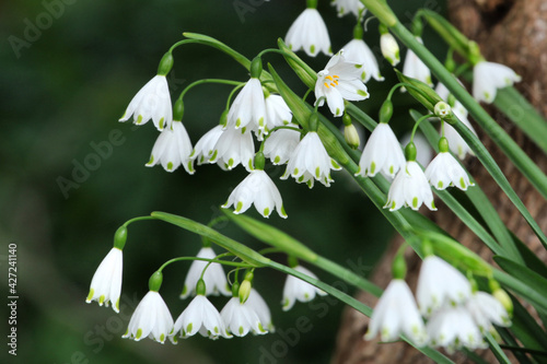 White Summer Snowflake 'Leucojum aestivum' in flower photo