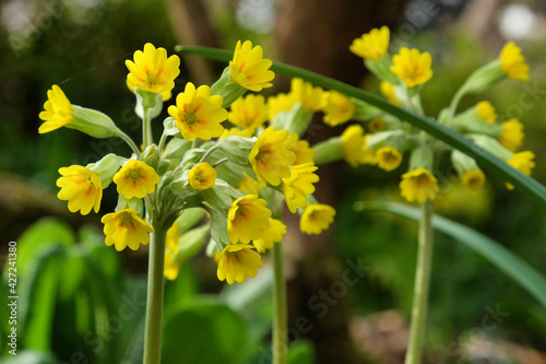 Fotografie Yellow cowslip primroses 'Primula Veris' in flower