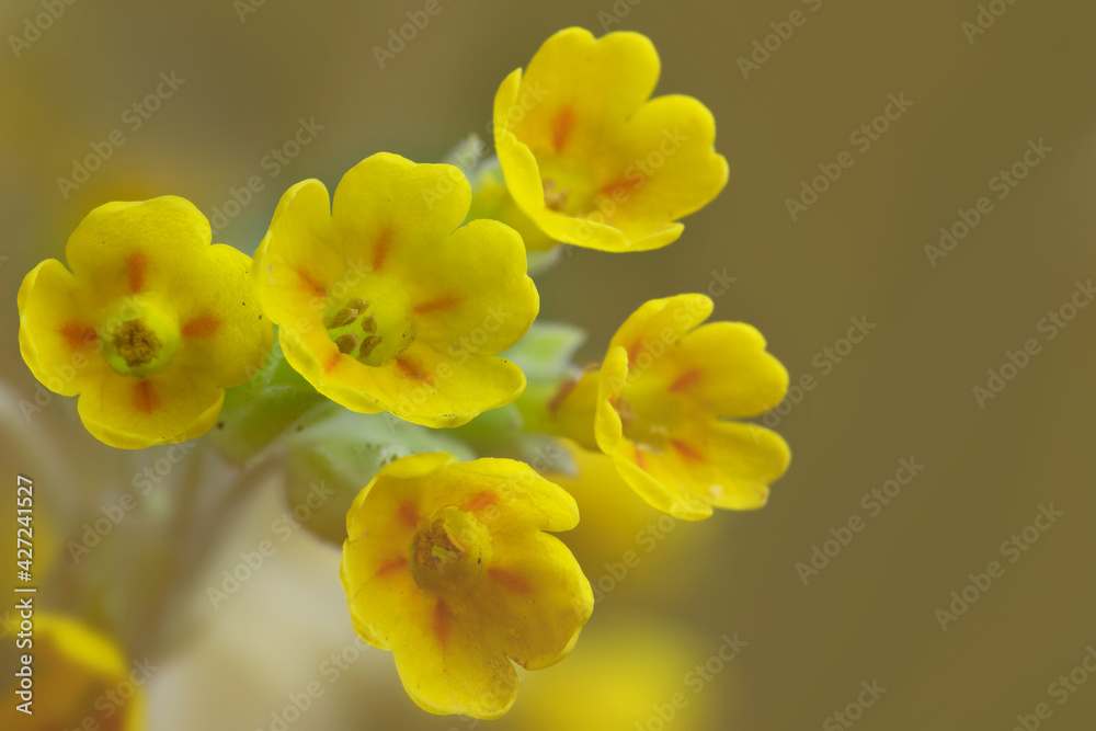 Cowslip primrose flower (Primula officinalis)