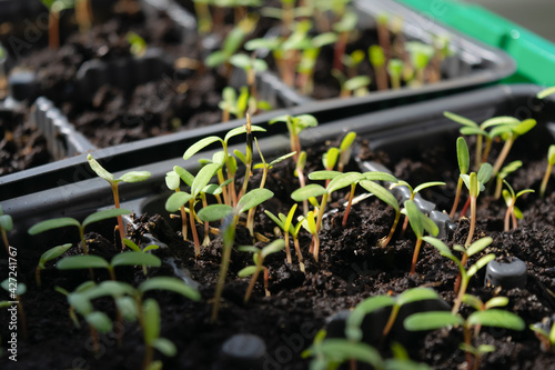 Young flower seedlings illuminated by a bright sunbeam, growing in a container with fertile soil. Seedlings of flowers. Selective focus.